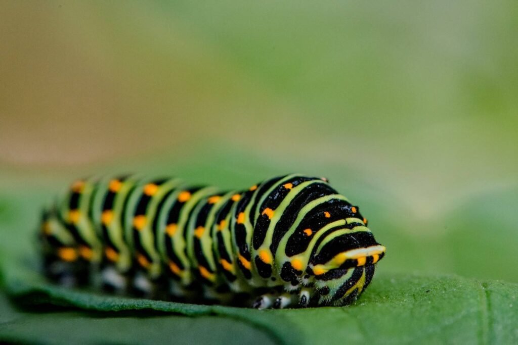 Does Caterpillar Color Affect Its Spiritual Meaning
