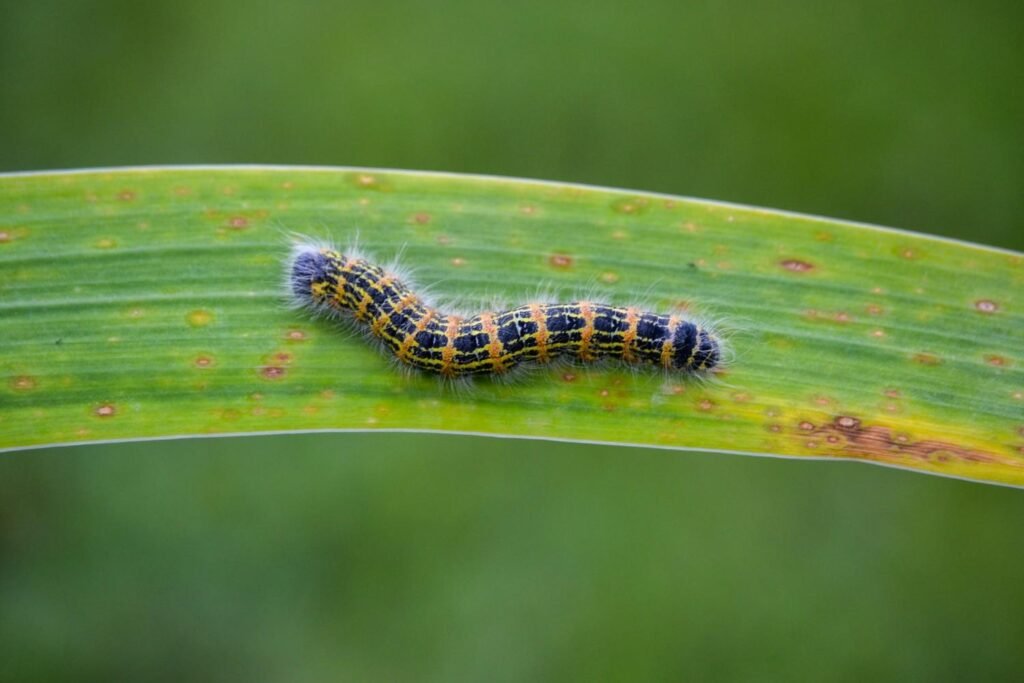 What Does It Mean Spiritually When You See a Caterpillar