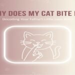Why Does My Cat Bite Me A Feline Behavior Expert Explains