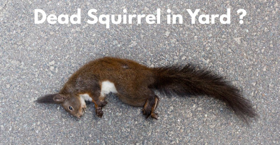 Dead Squirrel in Yard: What It Means Spiritually and Practically