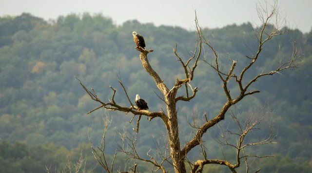 Could a Dead Squirrel in Yard Simply Be Natural?