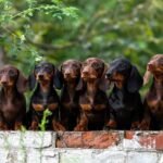 Why Dachshunds Are the Worst Breed An Honest, Expert-Backed Look