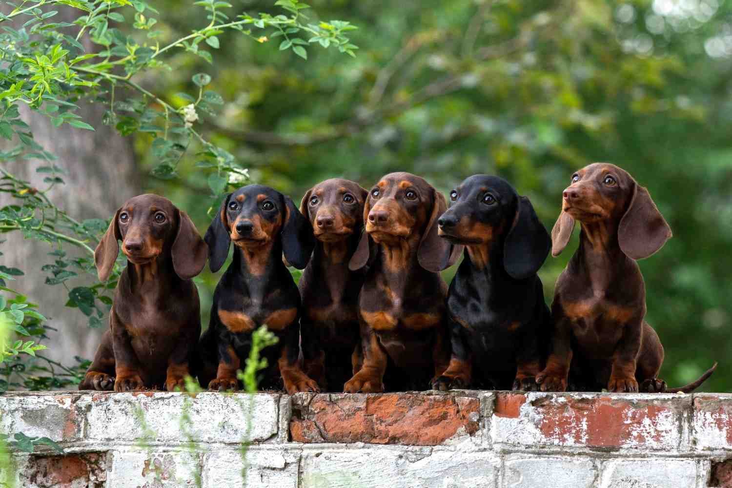 Why Dachshunds Are the Worst Breed An Honest, Expert-Backed Look