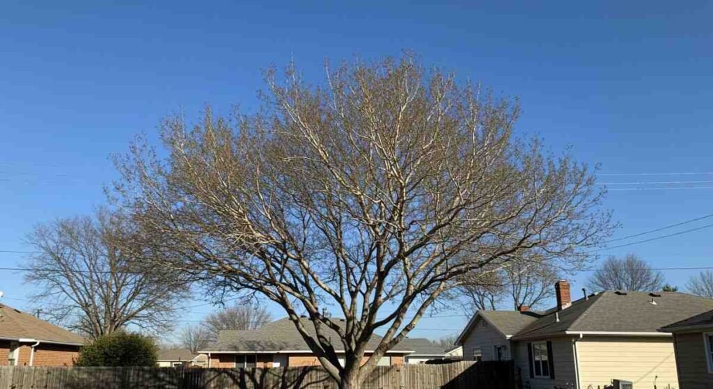 Boosting Aesthetics and Property Value