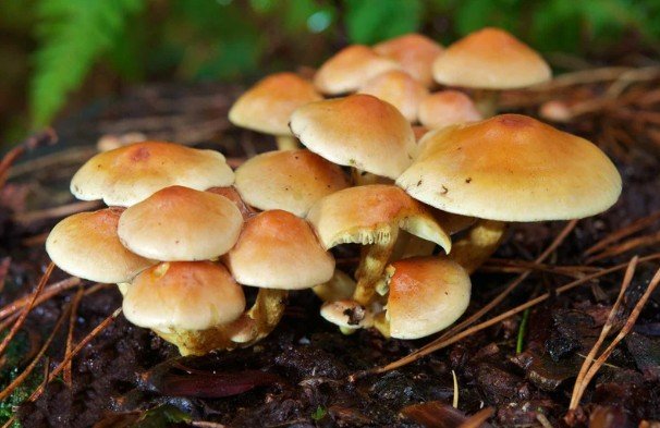 Why Mold Appears - Environmental and Household Triggers